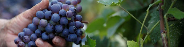 Wat maakt champagne bijzonder